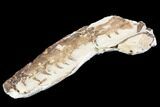 Fossil Mosasaur (Tethysaurus) Jaw Section - Goulmima, Morocco #107090-4